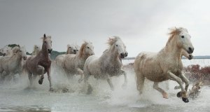 CamargueHorses_20101219