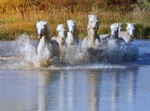 Horses in water