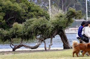 People and tree walking dog