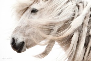 Gigja-Einars-Icelandic-Horses-11