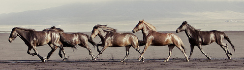 Gigja-Einars-Icelandic-Horses-17