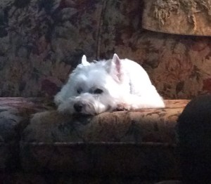 Dave's dog (see Postscript)