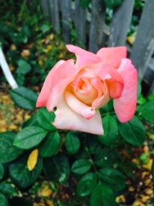 One of Kay's roses.