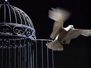 flying-bird-out-of-its-cage-the-best-for-the-post