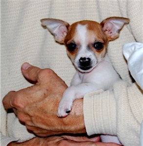Eloise as a puppy.