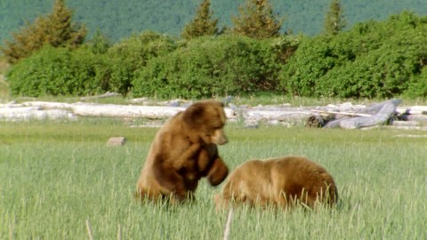 864977521-competition-concept-aggression-grizzly-bear-fighting