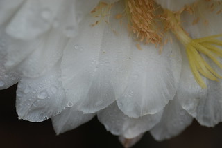 5090100935_0229161bd0_n