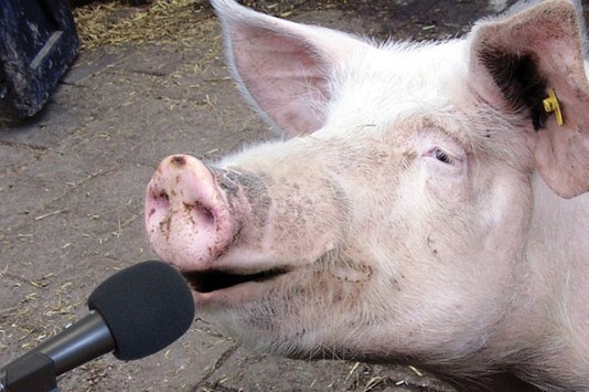 recording-the-pigs-noises