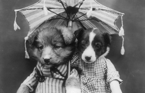 puppies-umbrella