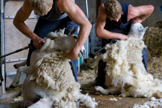 sheep-shearing