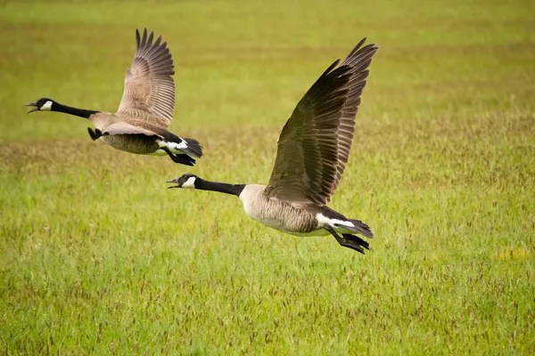 depositphotos_10515018-stock-photo-two-canada-geese-flying